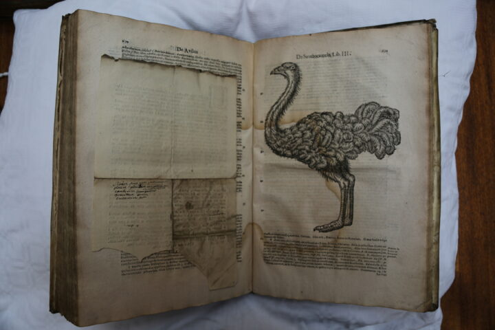 Gessner, Historiae animalium, ostrich