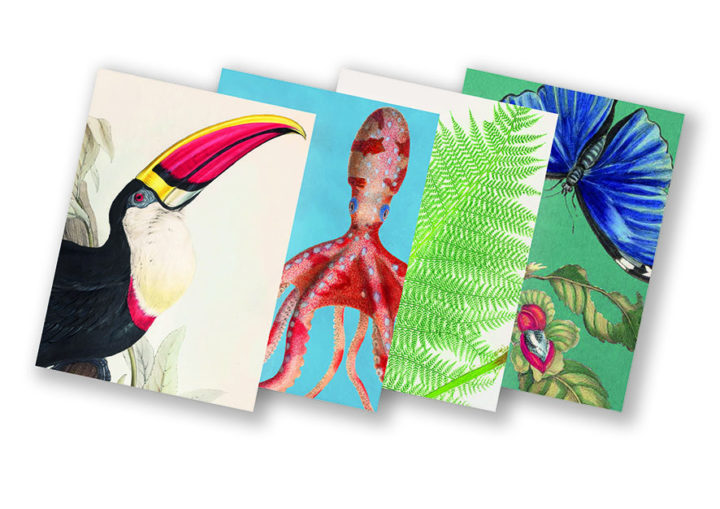 Four notebooks separately showing a toucan, octopus, fern and butterflies