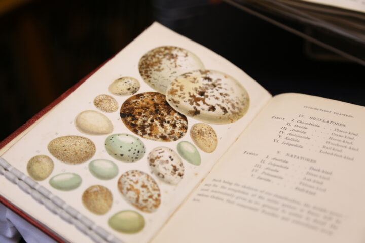 British Birds' Eggs and Nests, Popularly Described, by J C Atkinson (1862)