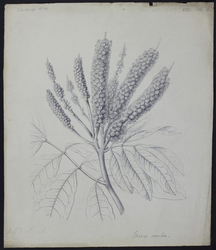 Drake, Mora excelsa, 1839