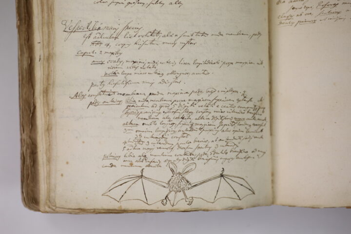 pen and ink doodle of a bat at the base of a notebook page