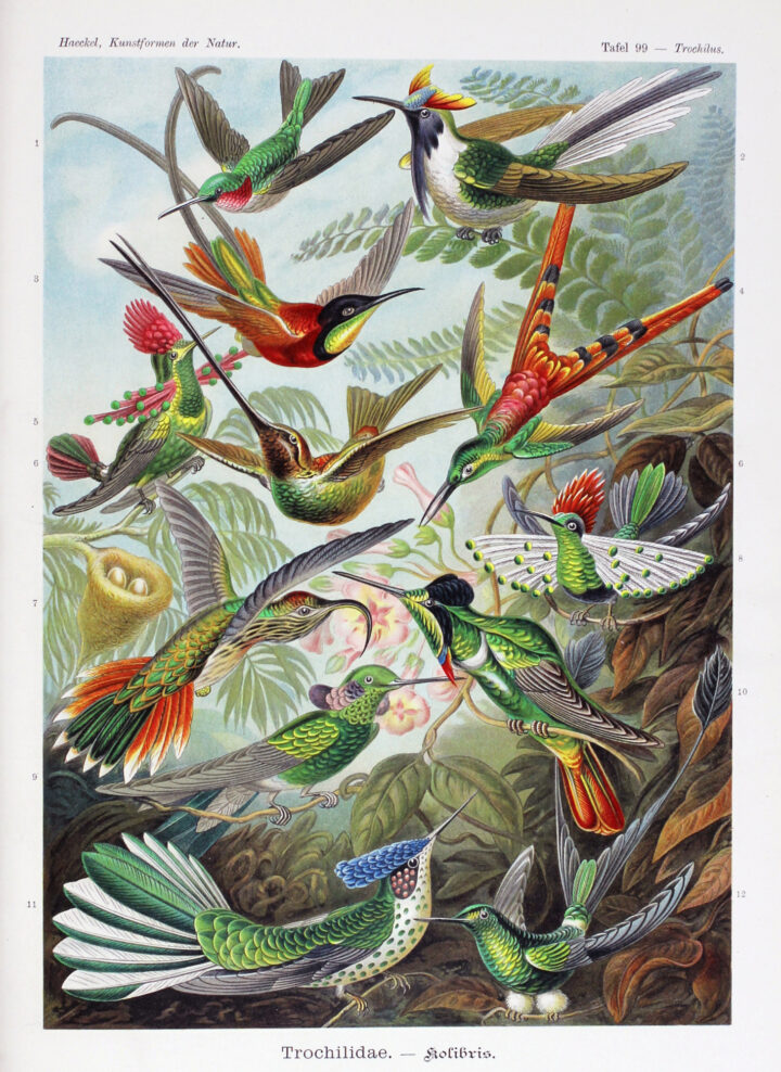 Hummingbirds