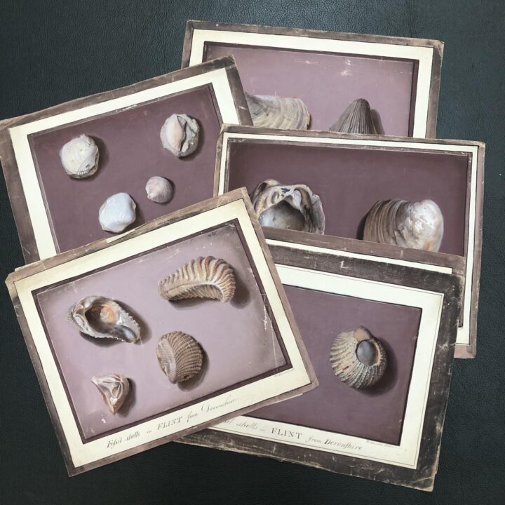 William Johnson’s paintings of fossil shells in flint from Devonshire (SPNH/6/1, item 20, The Linnean Society of London) are one example of the many fossils presented to the Society