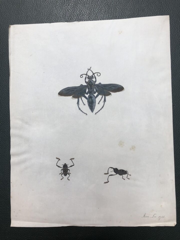 Ann Lee’s drawings of insects on vellum (SPNH/6/1, item 14, The Linnean Society of London)