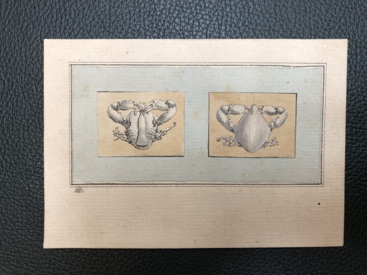 George Wilson’s drawings of Indian Crabs (SPNH/6/1, item 34, The Linnean Society of London)