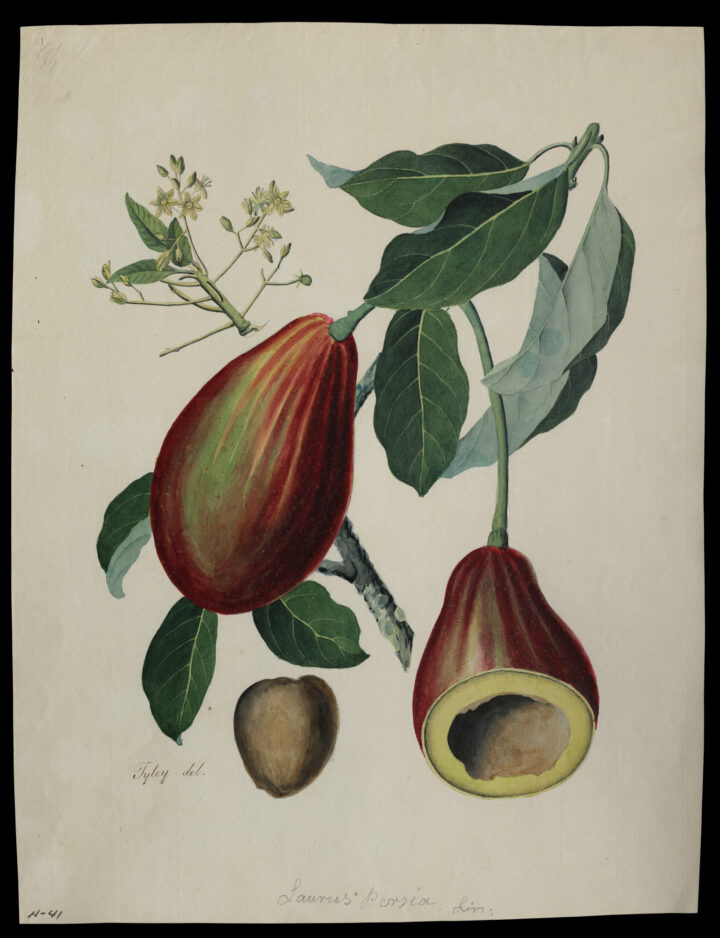 John Tyley Avocado