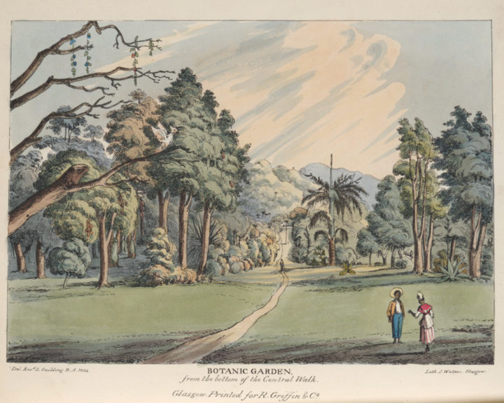 Guilding, St Vincent botanical gardens