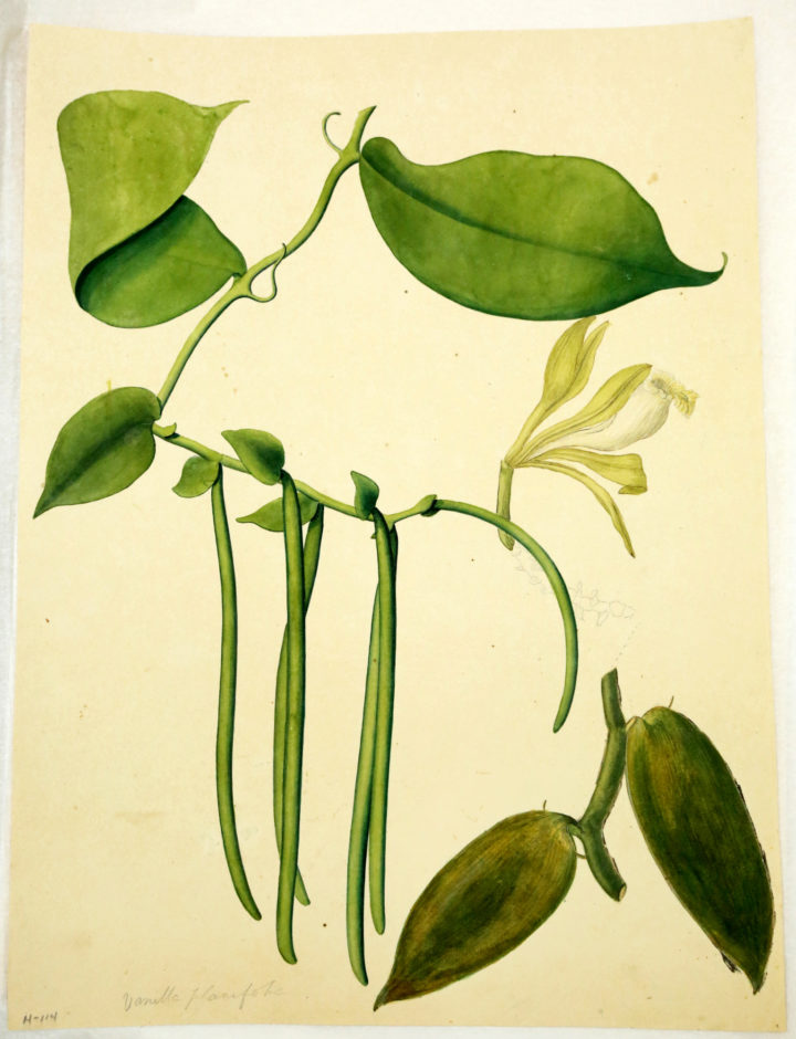 Vanilla planifolia