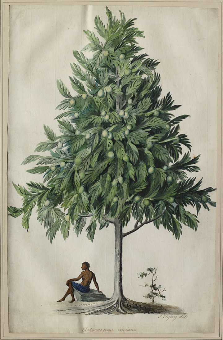 John Tyley's Breadfruit Painting