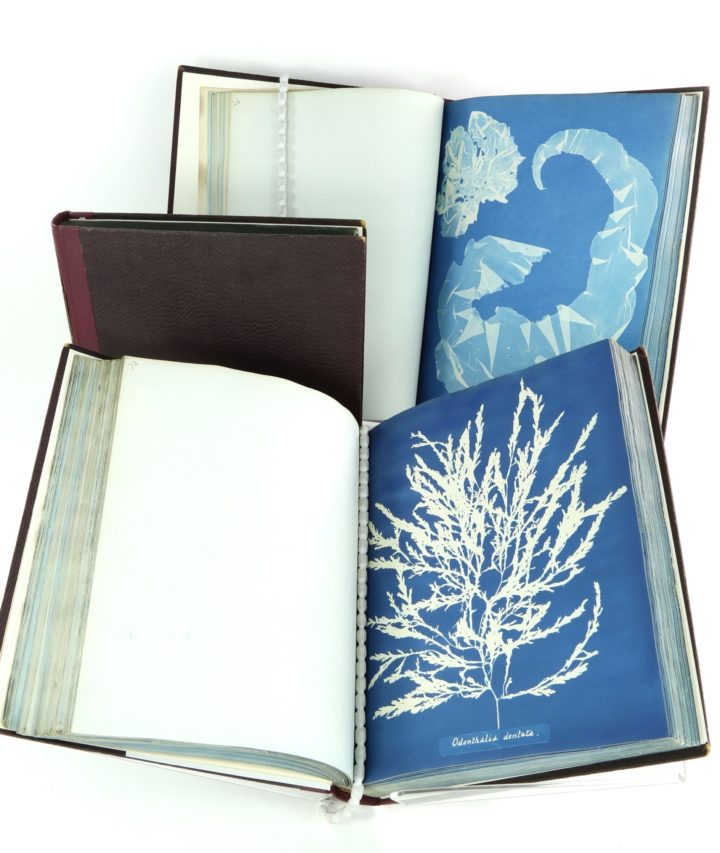 Atkins British Algae