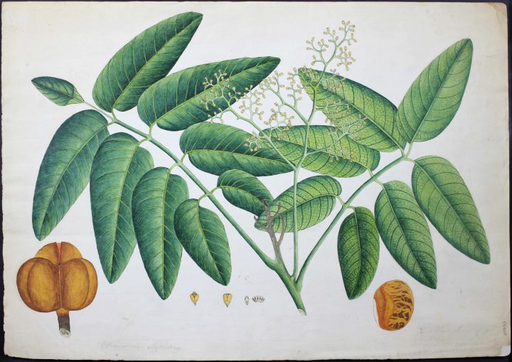 Drawing of Aphanomixis polystachya from Bengal (MS/401D/2/1)