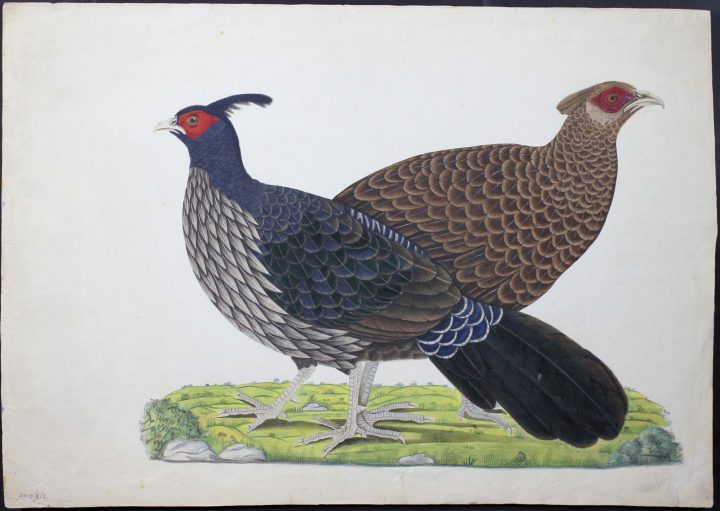 Drawing of Lophura leucomelanos (Kalij Pheasant) (MS/401D/3/2)