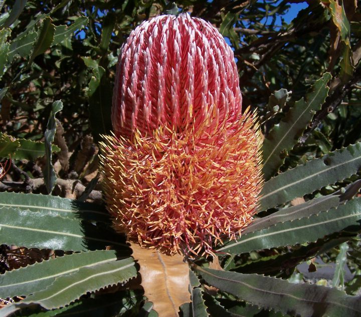 A plant