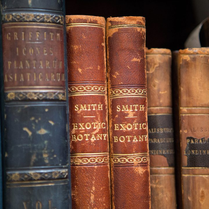 Smith English Botany, Paeonia masculata