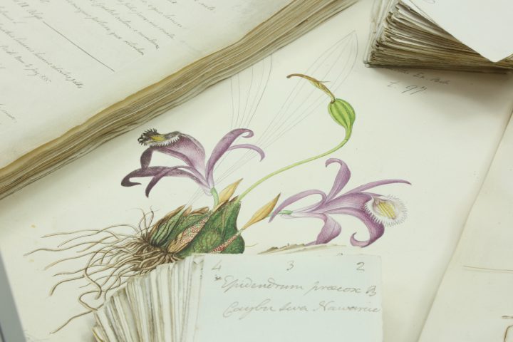 Buchanan-Hamilton Epidendrum Landscape