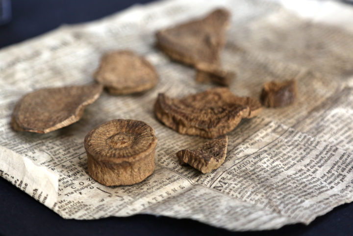 carpological colllection 12