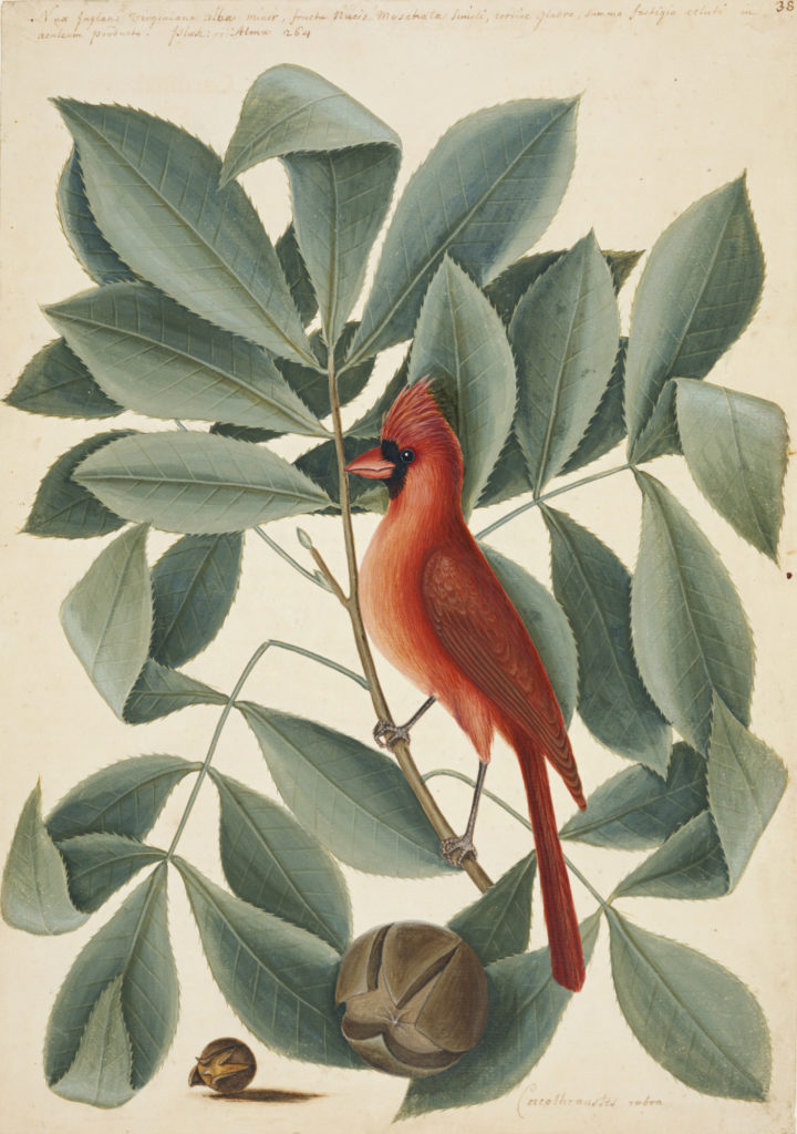 Catesby Red Bird