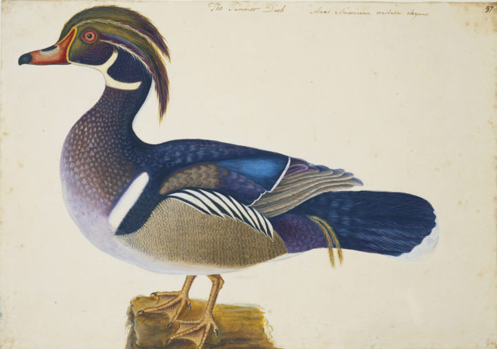 Catesby Summer Duck