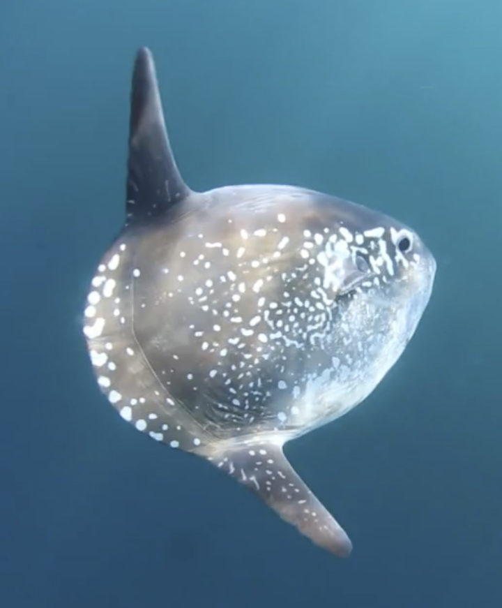 Sunfish