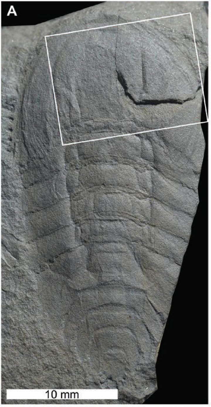 Cyamocephalus loganensis