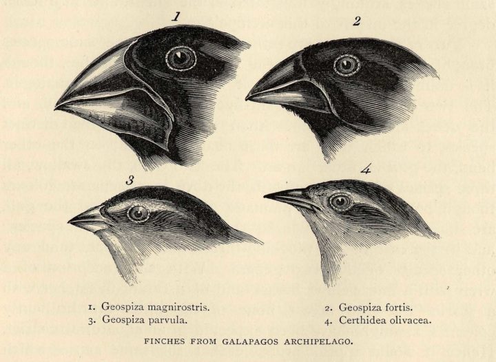 Darwin's Galapagos Finches