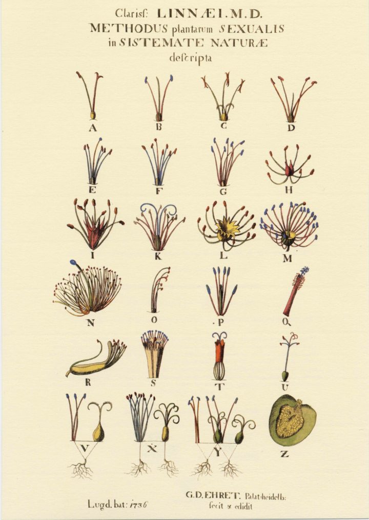 Linnaeus’ sexual system by Ehret