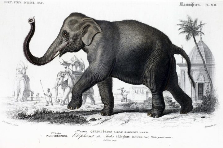 Elephas Indicus Indian Elephant