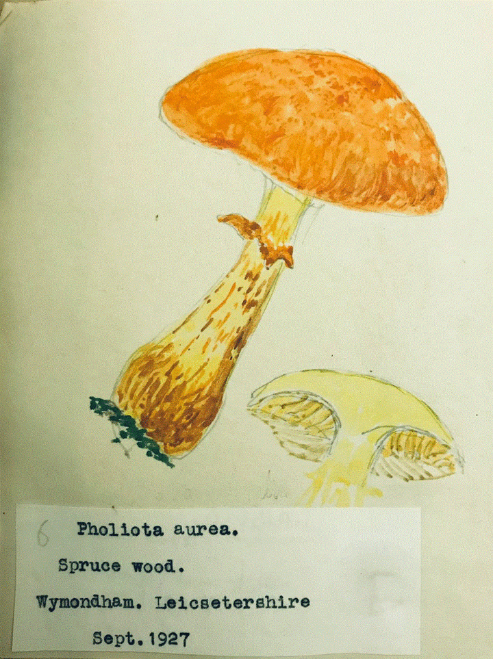 Emilia Noel fungi