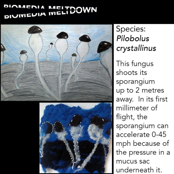 Jasper, Chestnut Grove