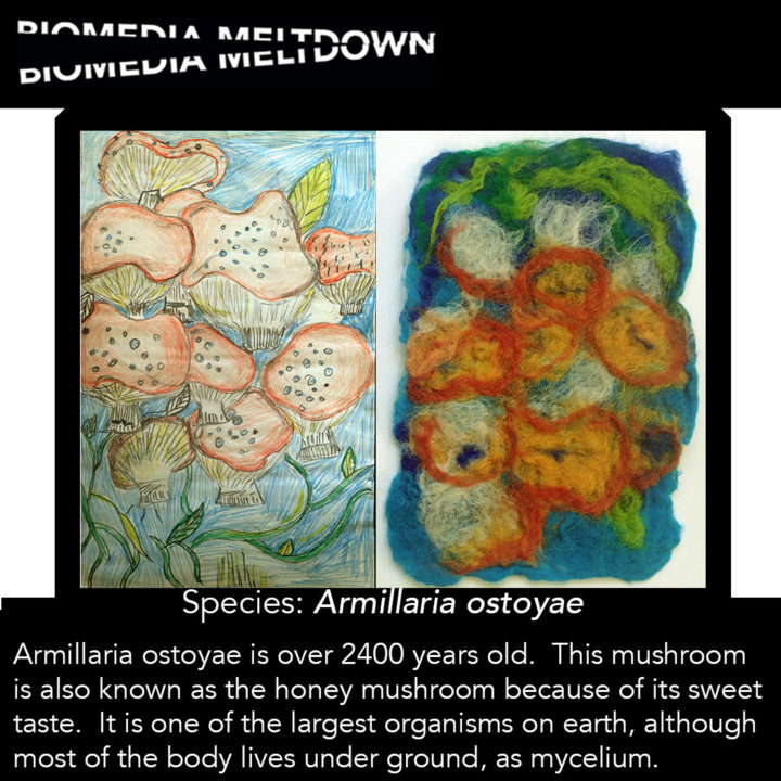 Thuraya, Fulham Cross