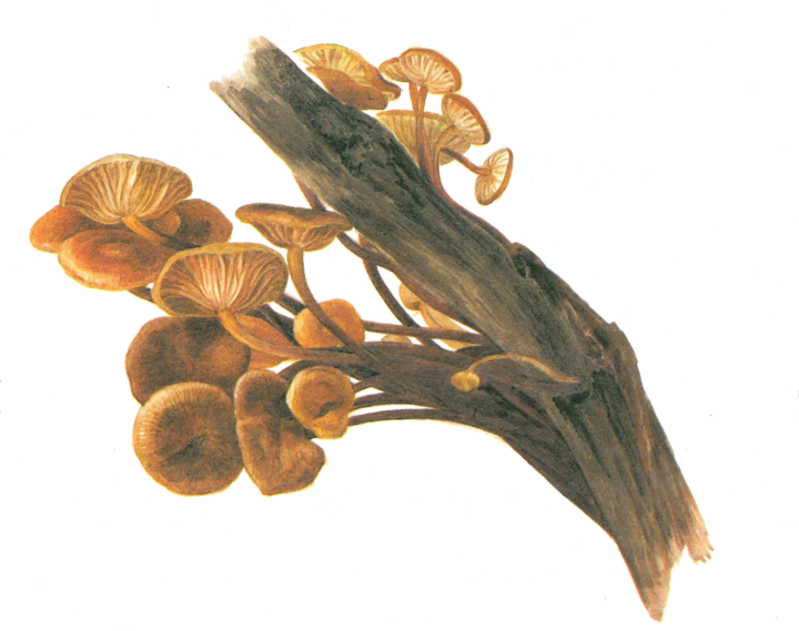 Flammulina velutipes Potter illustration Armitt Museum | https://www.armitt.com/