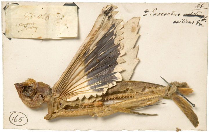 Flying Fish
