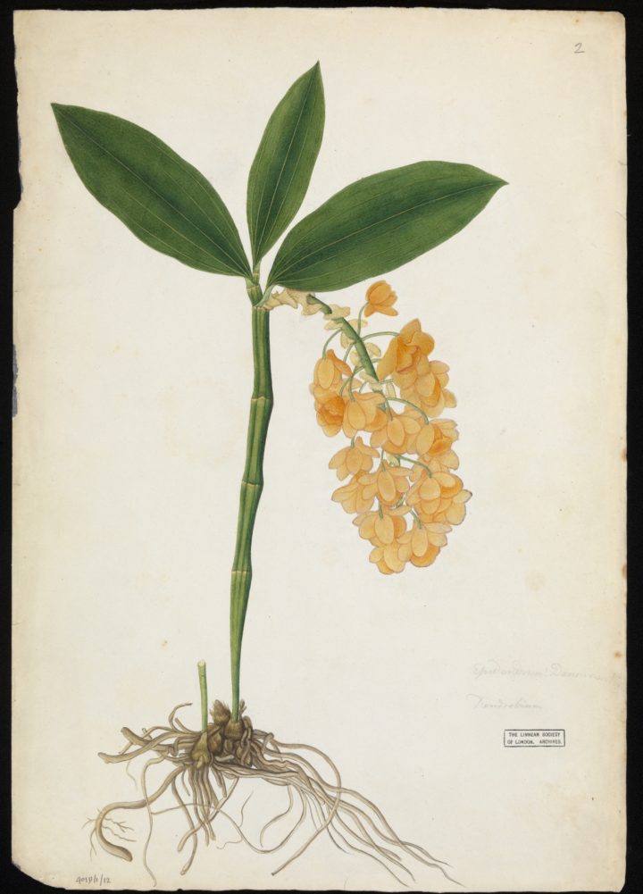 Orchid, Buchanan-Hamilton