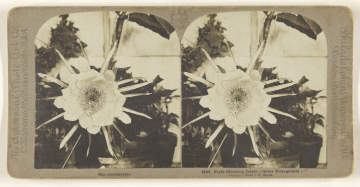 ‘Night-blooming Cereus (Cereus Triangularis)’, 1902, Gelatin silver print 84.XC.979.4081 by Carleton H. Graves