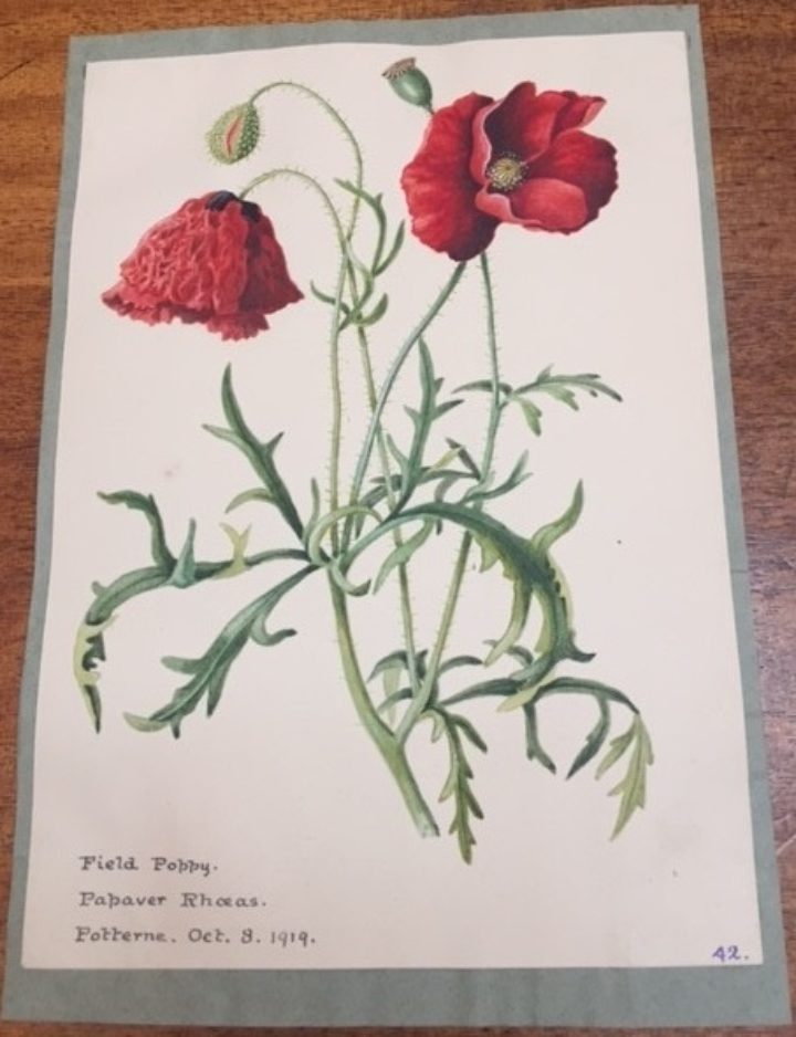 Gwatkin album I - Field poppy