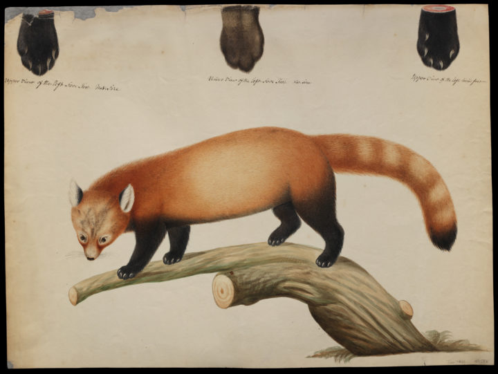 Hardwicke Red Panda