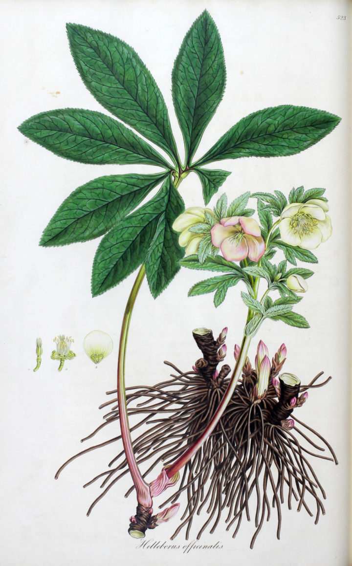 Helleborus officinalis