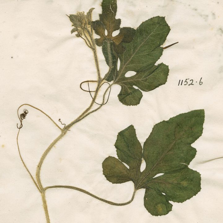Herbarium sheet