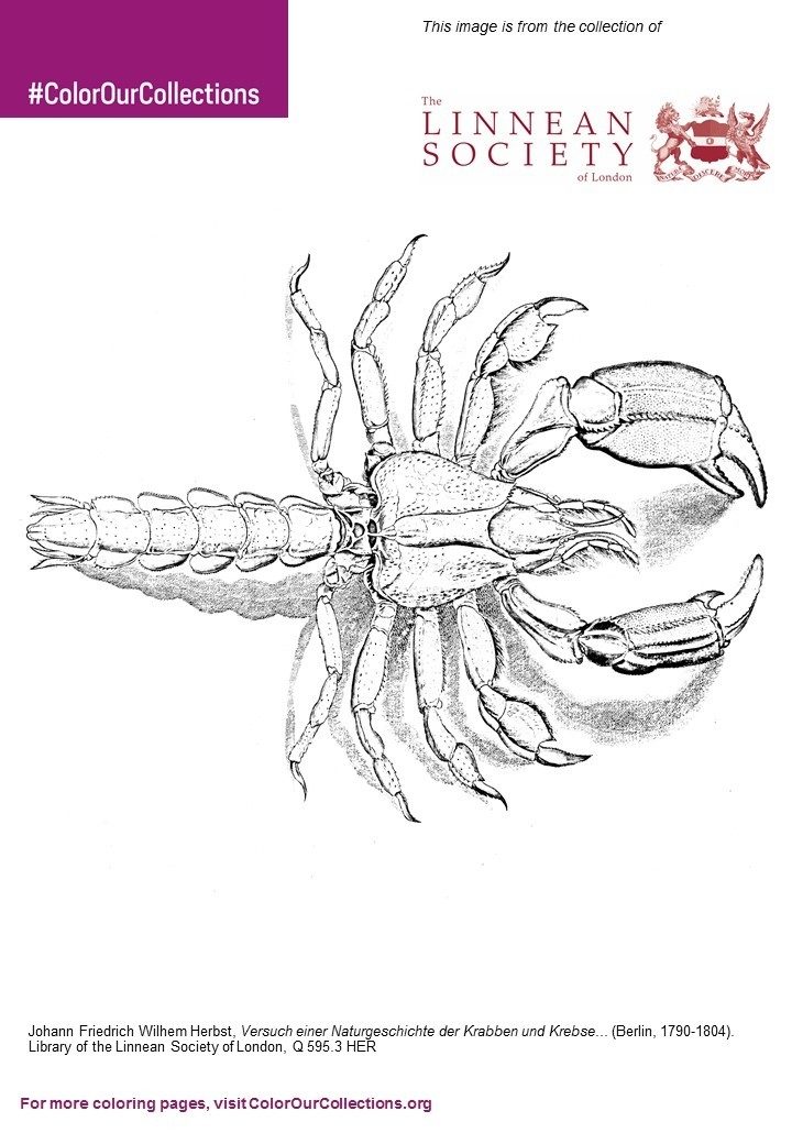 Herbst, Krabben und Krebse