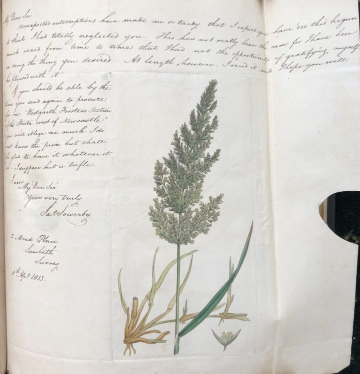 Winch received a watercolour illustration of Agrostis stolonifera (a perennial species of grass) in a letter from James Sowerby