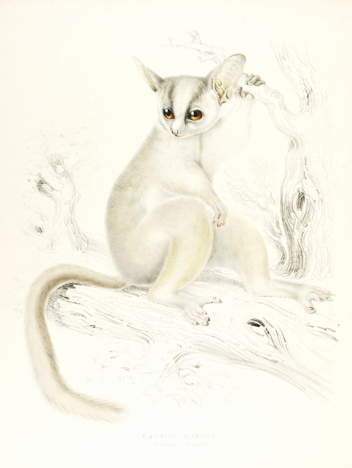 Bush baby Illustration Zoology of South Africa Andrew Smith