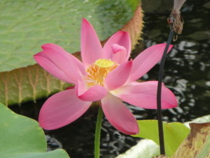 Nelumbo nucifera