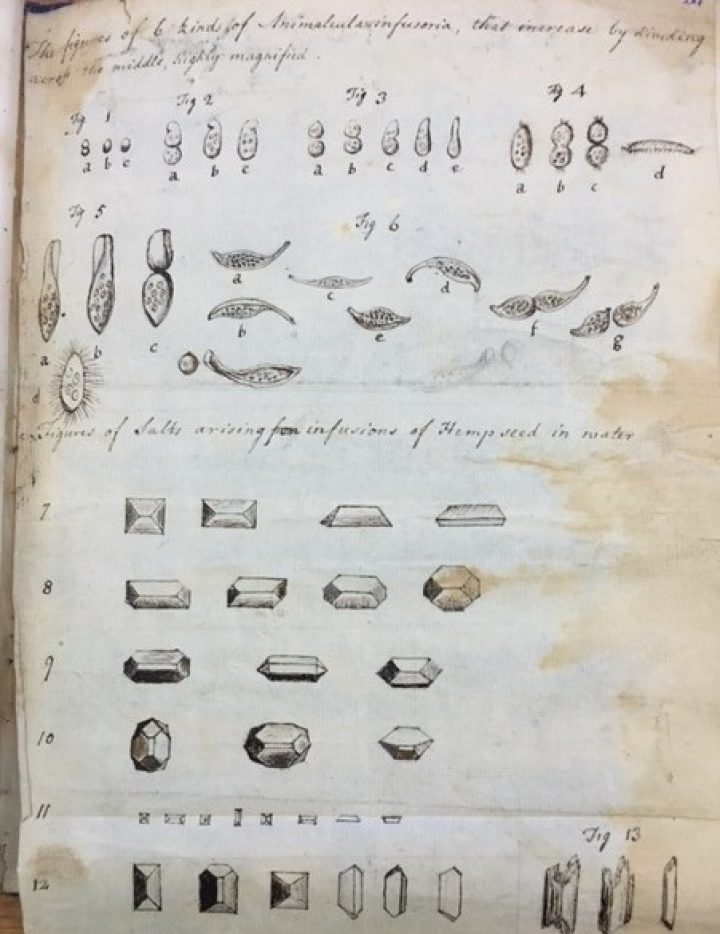 Figures of “Animalcula infusoria” (Peranema) and salts that arose from a hempseed-water mixture.