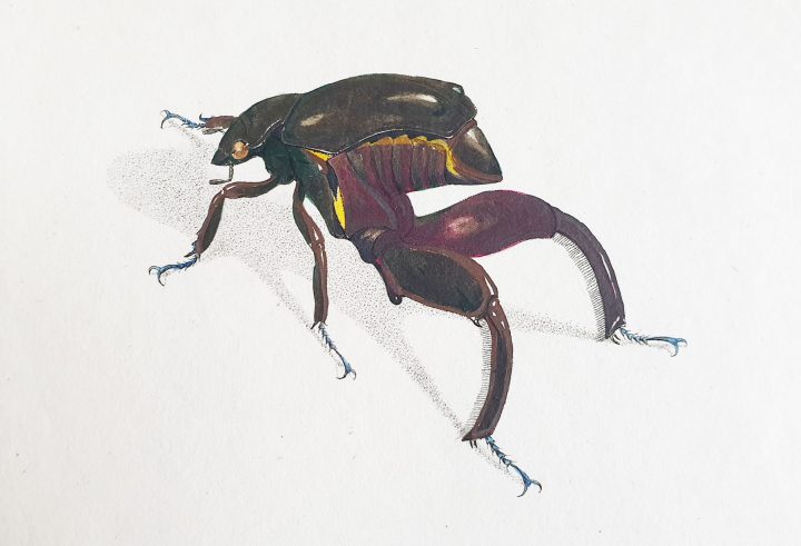 Kangaroo beetle found in a paper in one of the Society's opuscula