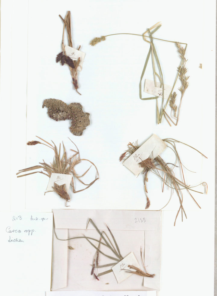 Plant specimens sent to Linnaeus from Jacquin