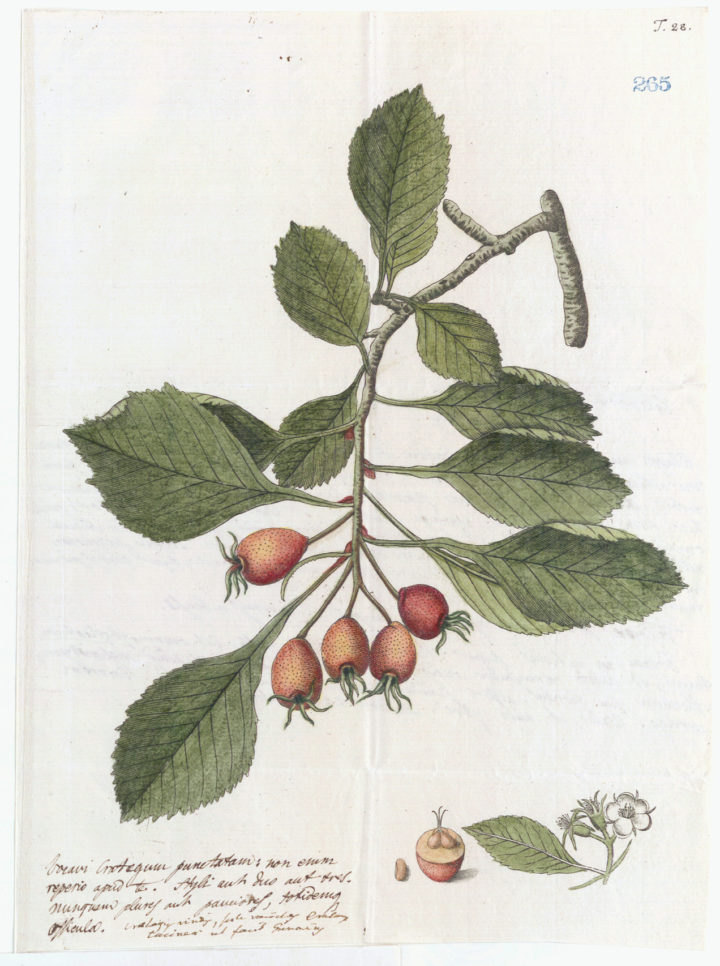 Crataegus punctata