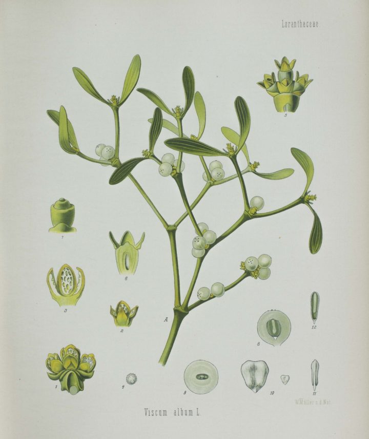 Köhler’s Medizinal-Pflanzen