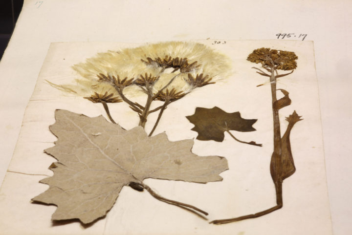 Specimen of Tussilago