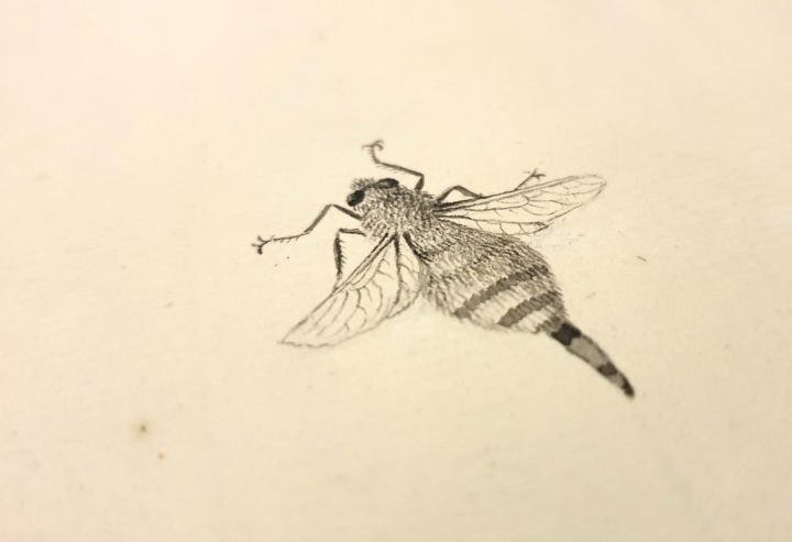 Reindeer warble fly illustration