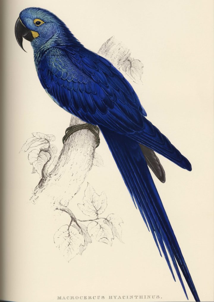 Lear Hyacinthine Macaw